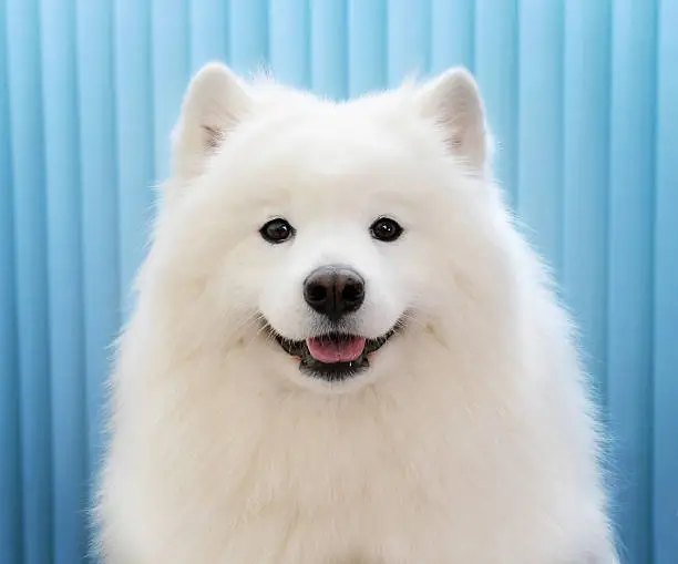 Samoyed dog portrait close-up