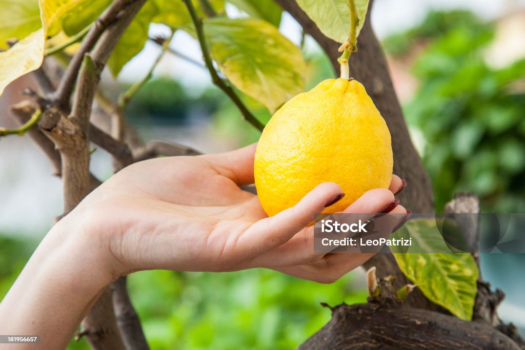 Ripe lemon on tree Woman hand touching a ripe lemon on a lemon Tree. Lemon - Fruit Stock Photo