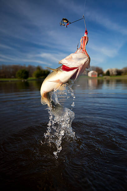 Largemouth bass jumping out of water Largemouth bass jumping and thrashing out of the water trying to throw the hook out of it's mouth. bass fish stock pictures, royalty-free photos & images