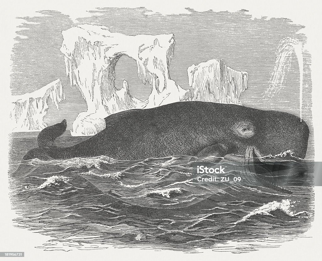 Sperm whale and iceberg, wood engraving, published in 1875 Sperm whale and iceberg. Woodcut engraving after a drawing by Robert Kretschmer (German painter, 1818 - 1872), published in 1875. Sperm Whale stock illustration