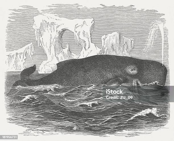 Sperm Whale And Iceberg Wood Engraving Published In 1875 Stock Illustration - Download Image Now