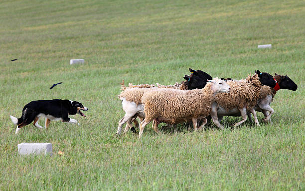 Border Collie herding sheep stock photo
