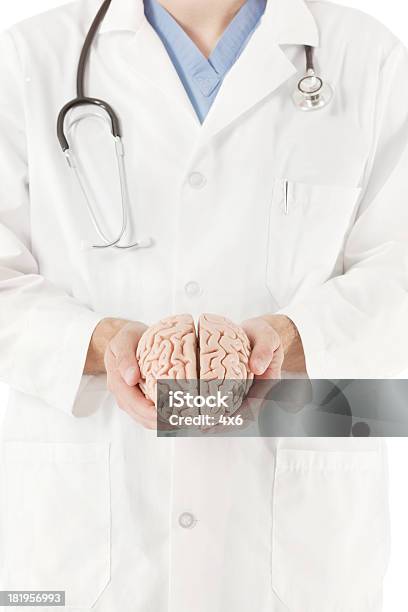 Medico Tenendo Un Modello Di Cervello Umano - Fotografie stock e altre immagini di Modello dimostrativo - Modello dimostrativo, Adulto, Anatomia umana