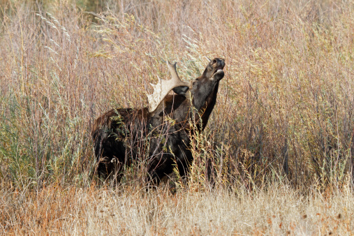 Bull Moose calling his mate during the rut.