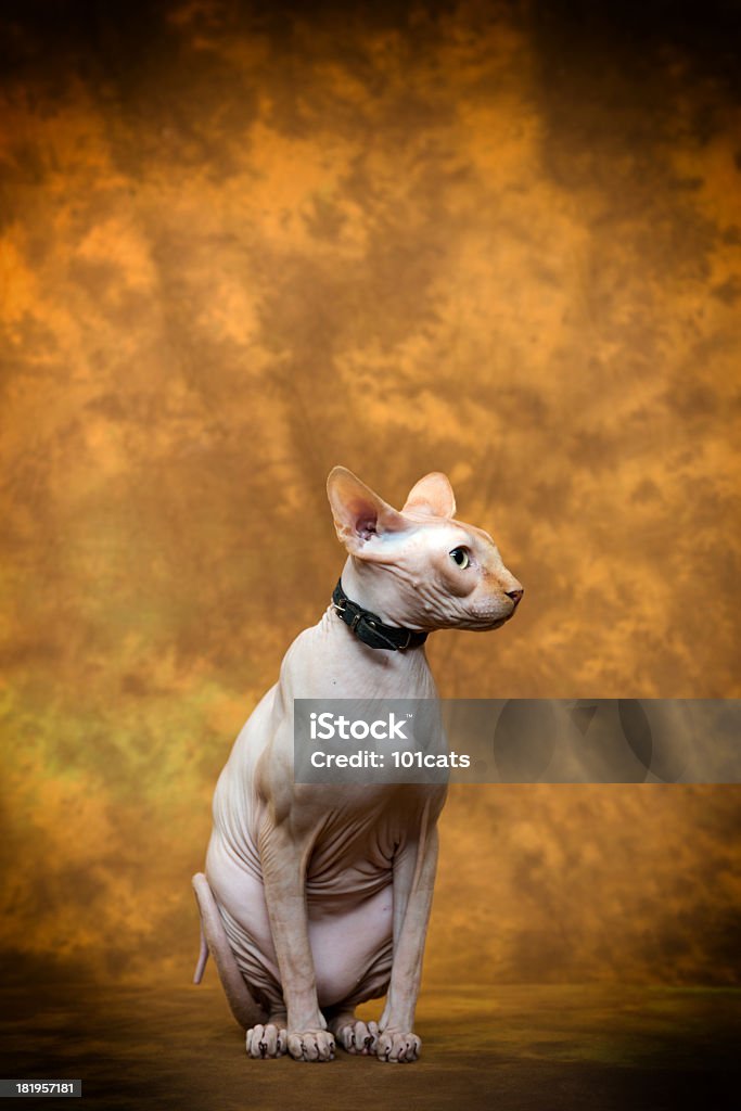 Gato esfinge al - Foto de stock de Animal libre de derechos