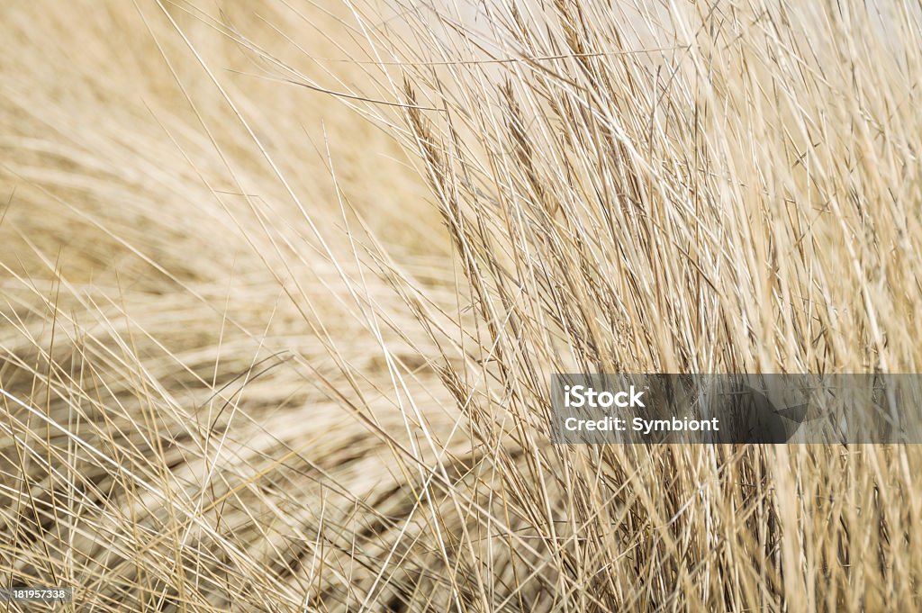 Close-up nas dunas de grama - Foto de stock de Feno-das-Areias royalty-free