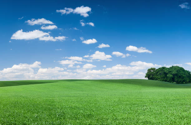 istock Panoramic spring landscape 59MPix XXXXL - meadow, blue sky 181957348