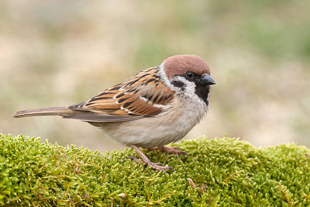 евразийская дерево зонотрихия (въезд montanus) - tree sparrow стоковые фото и изображения