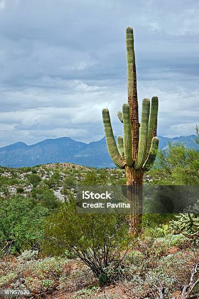 Foto de Cactus As Montanhas E Céus No Parque De Saguaro e mais fotos de stock de Amarelo - Amarelo, América do Norte, Arbusto