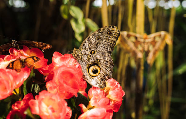 a group of beautiful butterflies on a flower in Stockholm, Stockholm County, Sweden