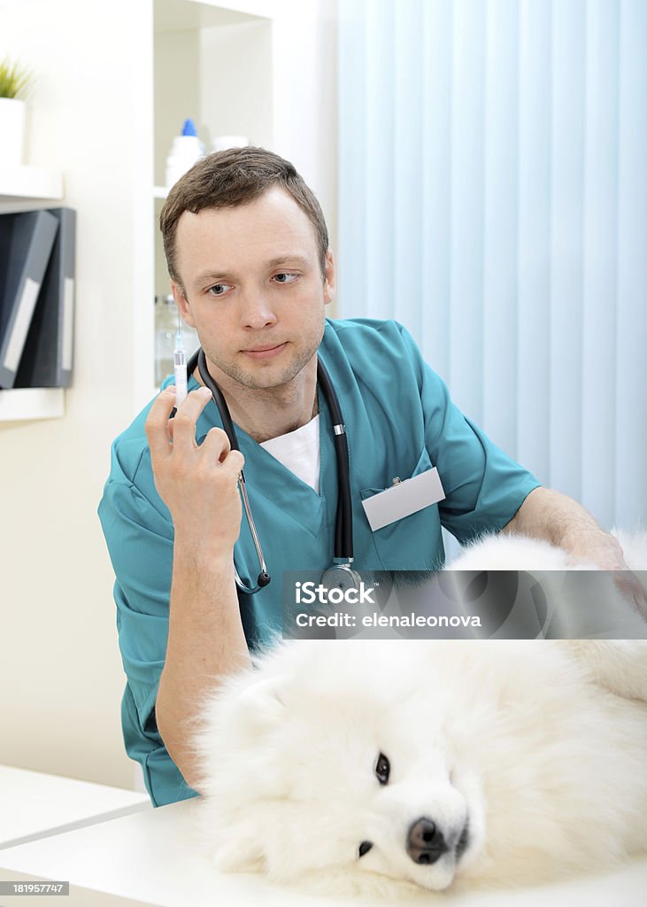 veterinarian Samoyed dog on the examination by a veterinarian 30-39 Years Stock Photo