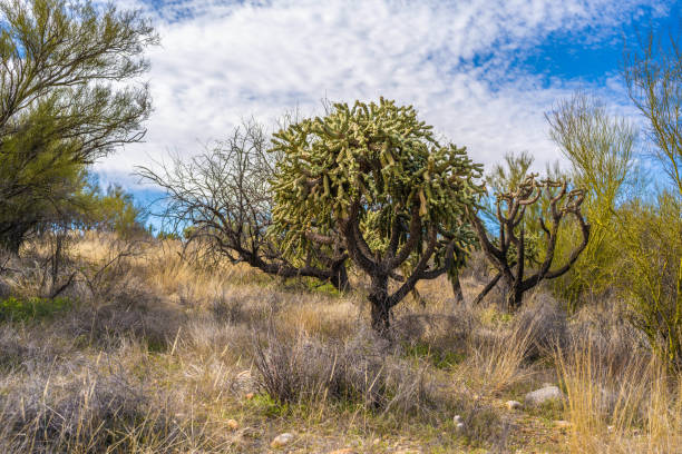 A desert scenic with backlit jumping Cholla cacti. Image taken in Phoenix, Arizona in the Sonoran Desert.
