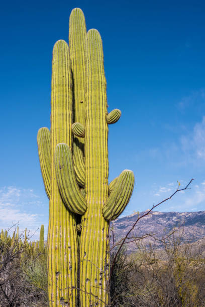 istock A long slender Saguaro Cactus in Catalina SP, Arizona 1819581932