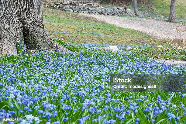Primavera Flores Azul Scilla Siberica - Fotografias de stock e mais imagens de Ao Ar Livre - Ao Ar Livre, Azul, Azul Real