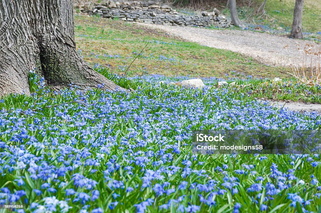 Spring Blue Scilla Siberica цветы - Стоковые фото Без людей роялти-фри