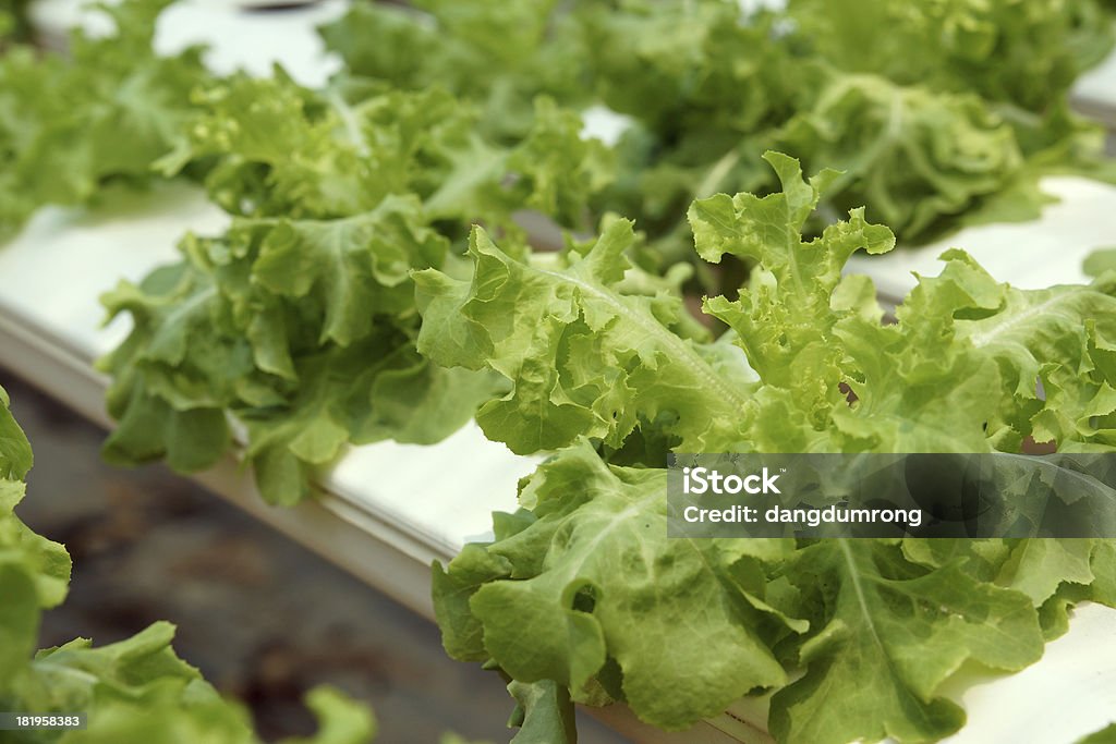 Salada de legumes sobre hidropônica fazenda - Foto de stock de Agricultura royalty-free