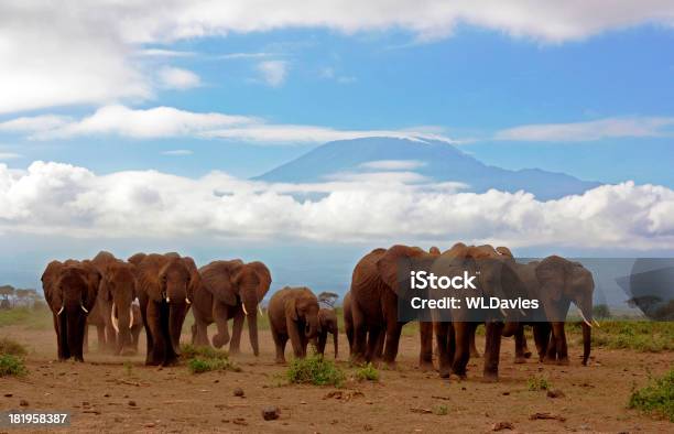 Photo libre de droit de Éléphants Et Le Kilimandjaro banque d'images et plus d'images libres de droit de Éléphant - Éléphant, Migration des animaux, Kenya