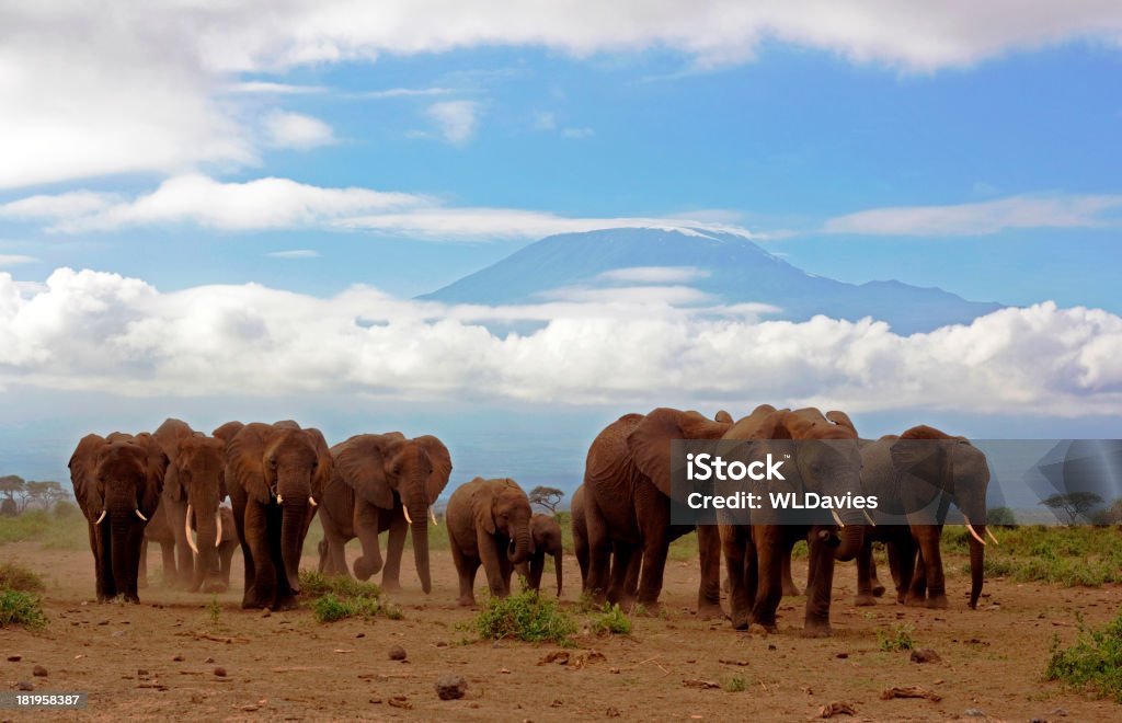 Elefanti e Kilimanjaro - Foto stock royalty-free di Elefante