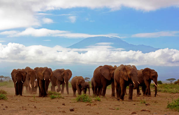 istock Elephants and Kilimanjaro 181958387