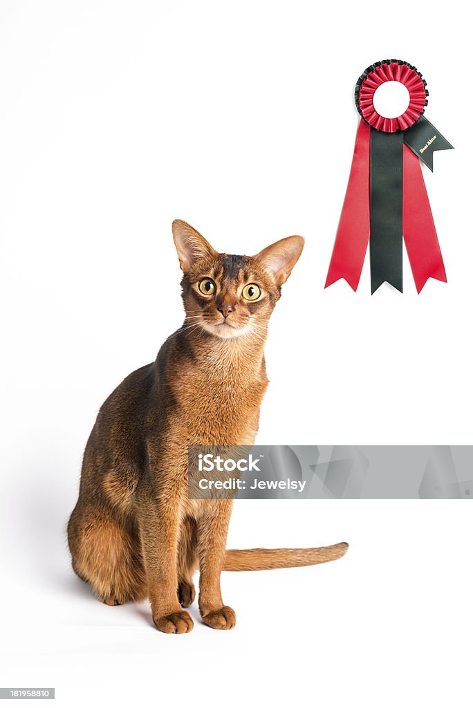 Purebred Abyssinian Cat A male purebred ruddy Abyssinian cat with 1st place (Best) ribbon award. Abyssinian Cat Stock Photo