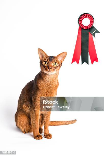 Purebred Abyssinian Cat Stock Photo - Download Image Now - Abyssinian Cat, Alertness, Animal