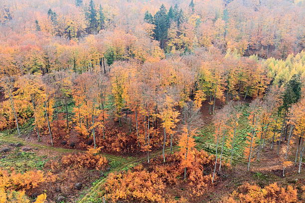 foto aerea di una foresta d'autunno - silviculture foto e immagini stock