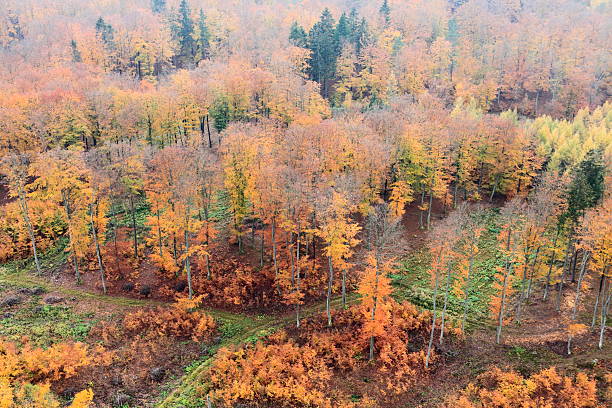 foto aérea de uma floresta de outono - silviculture imagens e fotografias de stock