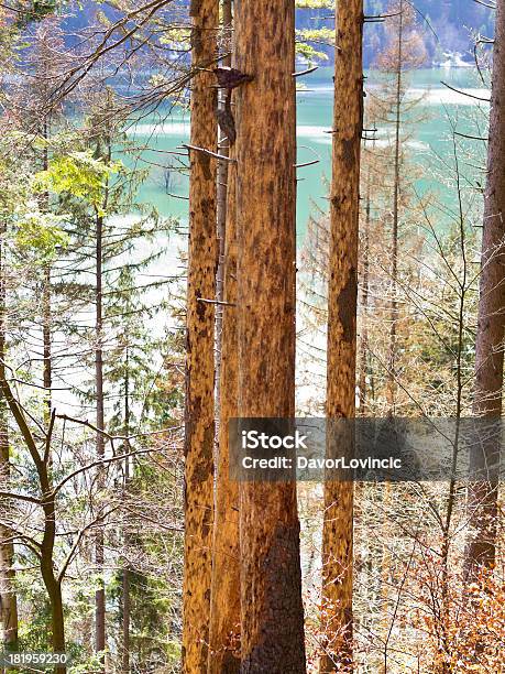 Porto Spruce Sem Casca De Árvore - Fotografias de stock e mais imagens de Agressão - Agressão, Ao Ar Livre, Azul