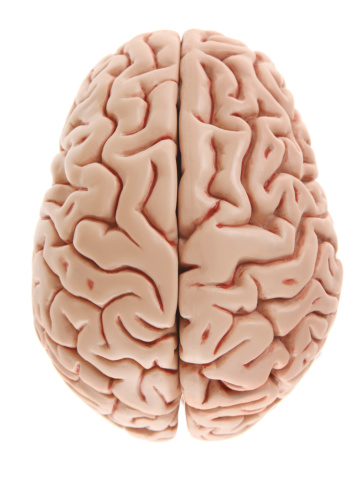 Two hemispheres of a brain on a white background as viewed from above.