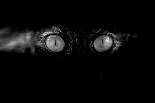 A pair of cat's eyes peeking out, a pair of cat's eyes stared intently