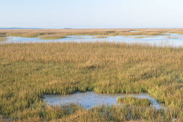 istock Wetland in Georgia 181959478