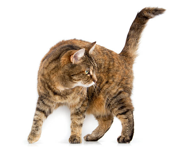 istock red brown domestic cat isolated on white 181959552