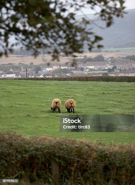 Friends Stock Photo - Download Image Now - Agricultural Field, Animal, Domestic Animals