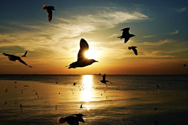 Free Stock Photo of Birds Flying in the Sky Over the Ocean at Sunset ...