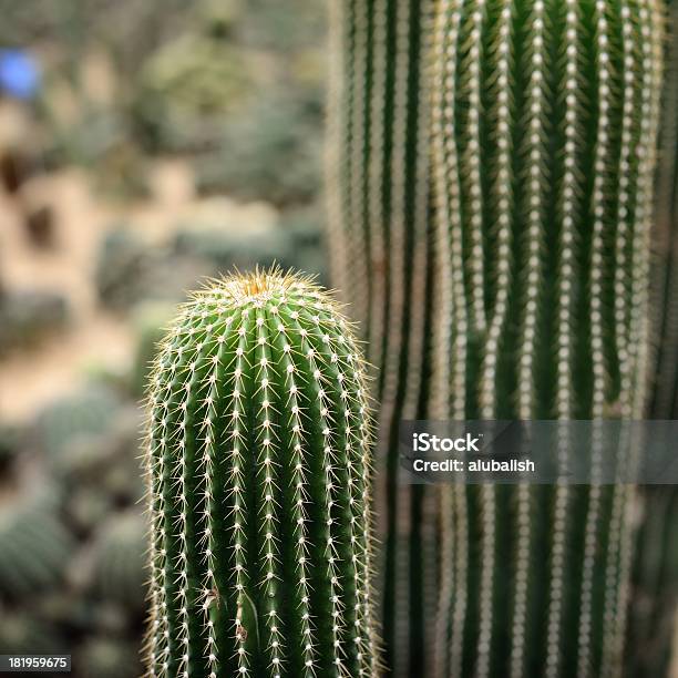 Kaktus - zdjęcia stockowe i więcej obrazów Bez ludzi - Bez ludzi, Cierń, Fotografika