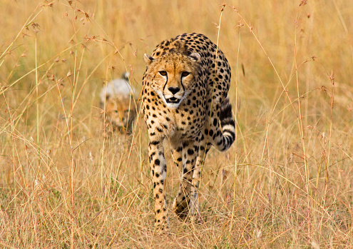 A selective focus shot of a cheetah walking in the savanna