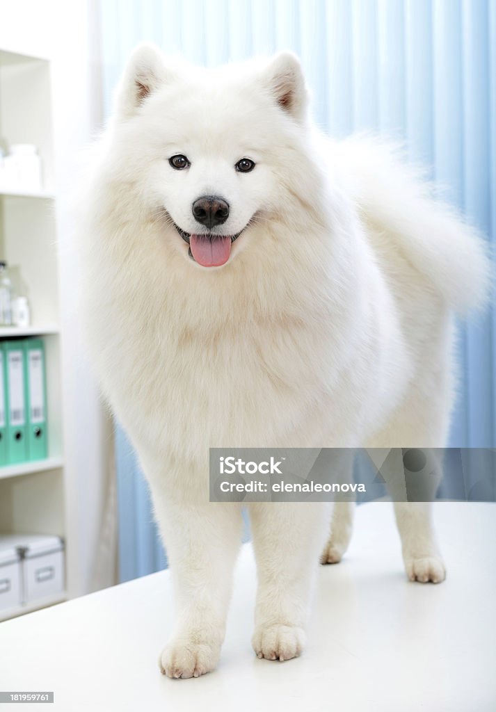 Samoyède chien - Photo de Animaux de compagnie libre de droits