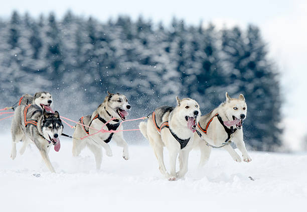 istock Group of husky sled dogs running in snow 181959901