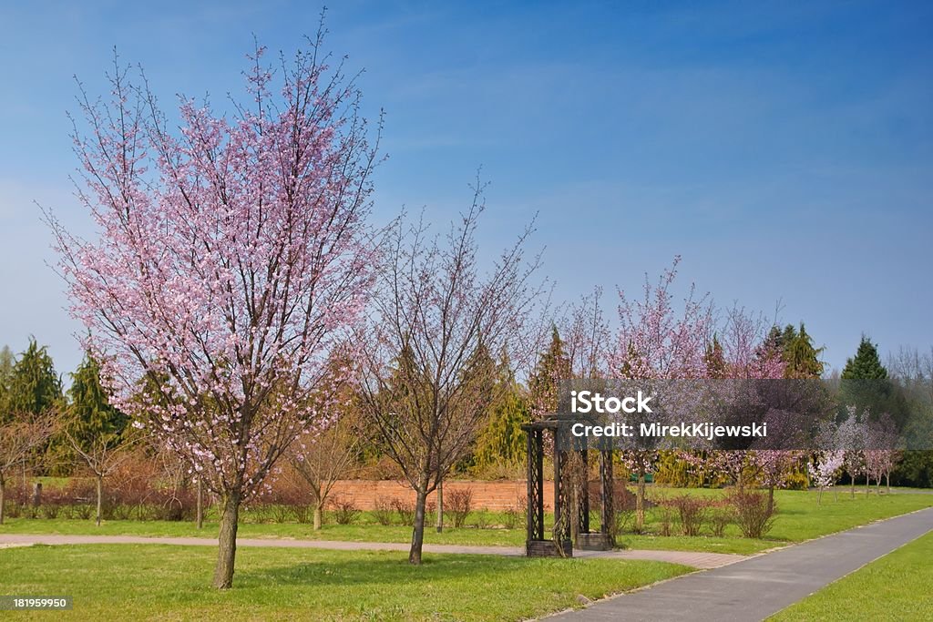Blühende Obstbäume, Frühling - Lizenzfrei Ast - Pflanzenbestandteil Stock-Foto