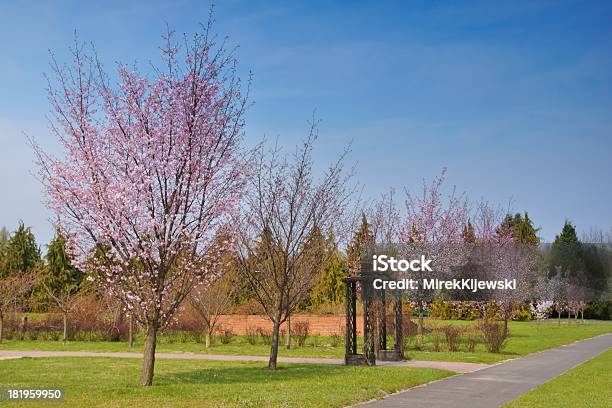 Blühende Obstbäume Frühling Stockfoto und mehr Bilder von Ast - Pflanzenbestandteil - Ast - Pflanzenbestandteil, Baum, Blau