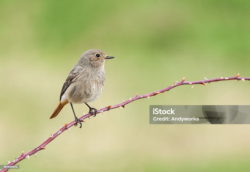 Kobieta czarny Redstart (Phoenicurus ochruros) - Zbiór zdjęć royalty-free (Bez ludzi)