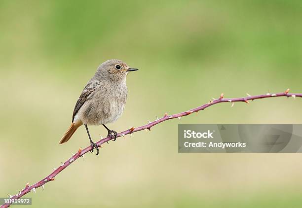 Kobieta Czarny Redstart - zdjęcia stockowe i więcej obrazów Bez ludzi - Bez ludzi, Ciernisty krzew, Cierń