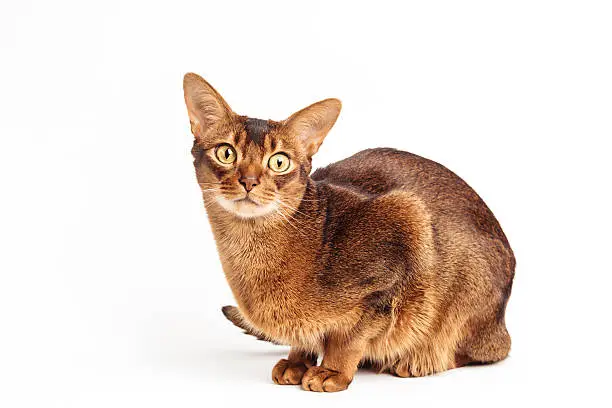 Photo of Abyssinian Cat