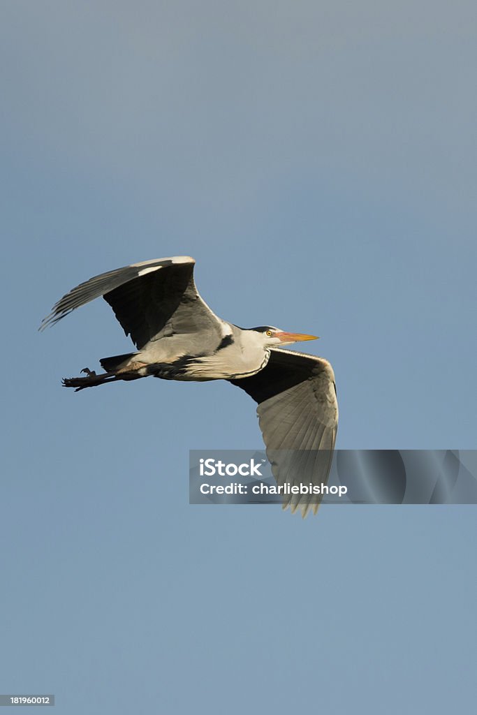 Grau Heron in Somerset - Lizenzfrei Bunter Reiher Stock-Foto