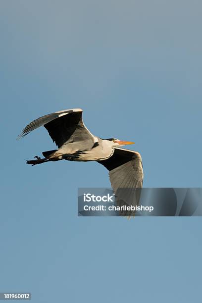 Grau Heron In Somerset Stockfoto und mehr Bilder von Bunter Reiher - Bunter Reiher, Farbbild, Fliegen