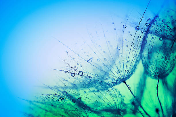 wet dandelions - flower single flower macro focus on foreground photos et images de collection