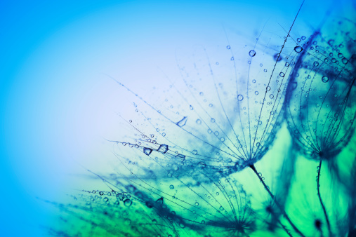 Macro shot: Wet dandelion head with raindrops or dew drops;