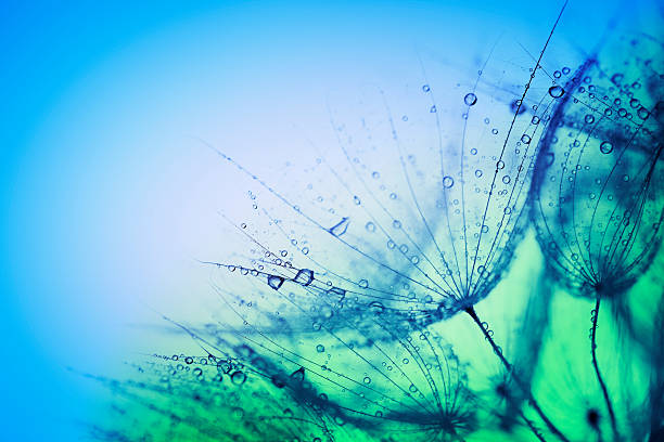мокрый dandelions - dandelion water dandelion seed dew стоковые фото и изображения