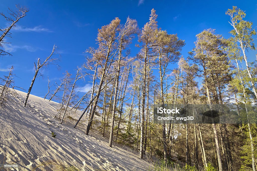 Duna de arena con salas birch y de pinos - Foto de stock de Abedul libre de derechos