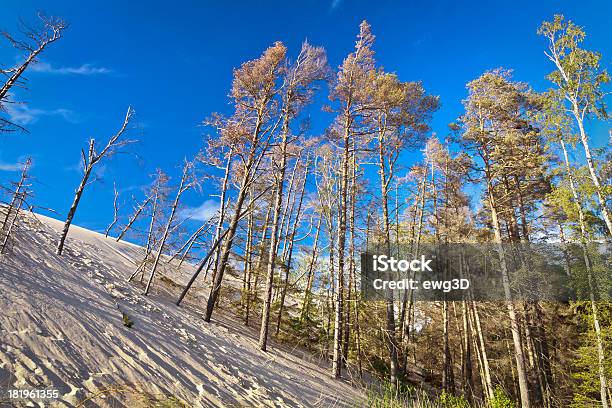 Duna De Arena Con Salas Birch Y De Pinos Foto de stock y más banco de imágenes de Abedul - Abedul, Aire libre, Arena